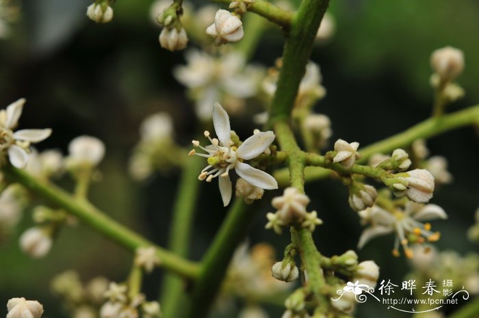 黄皮Clausena lansium 黄皮Clausena lansium