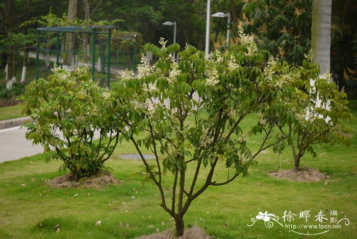 黄皮Clausena lansium 黄皮Clausena lansium