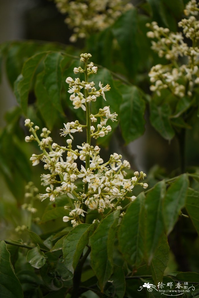 黄皮Clausena lansium 黄皮Clausena lansium