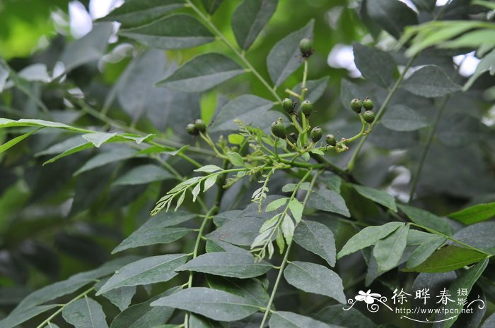 咖哩Murraya koenigii 咖哩Murraya koenigii