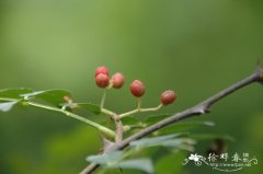 花椒Zanthoxylum bungeanum