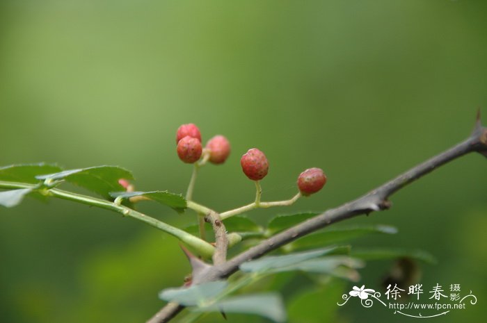 花椒Zanthoxylum bungeanum 花椒Zanthoxylum bungeanum