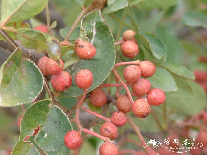 花椒Zanthoxylum bungeanum 花椒Zanthoxylum bungeanum