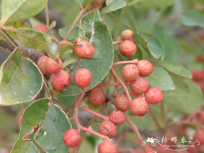 花椒Zanthoxylum bungeanum