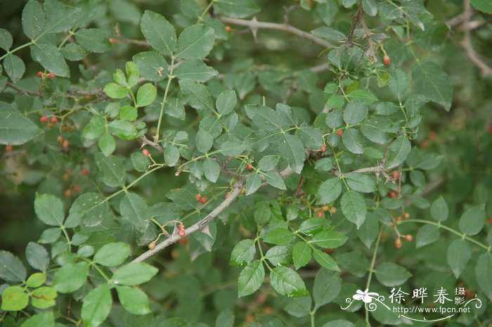 花椒Zanthoxylum bungeanum 花椒Zanthoxylum bungeanum