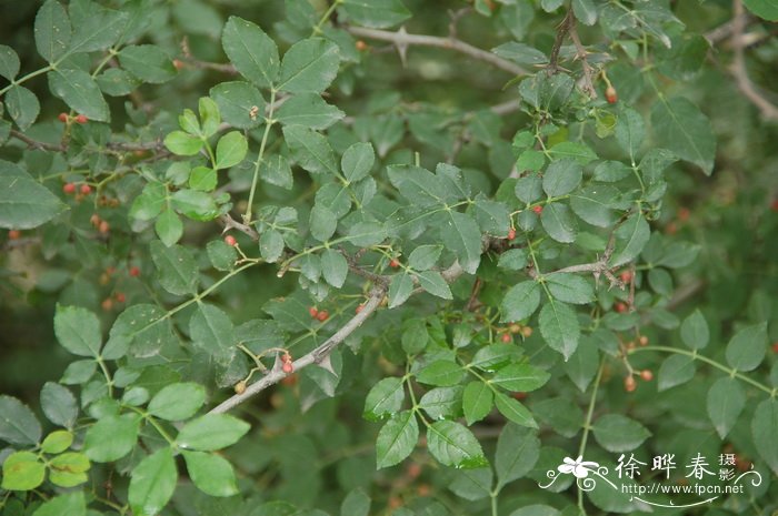 花椒Zanthoxylum bungeanum