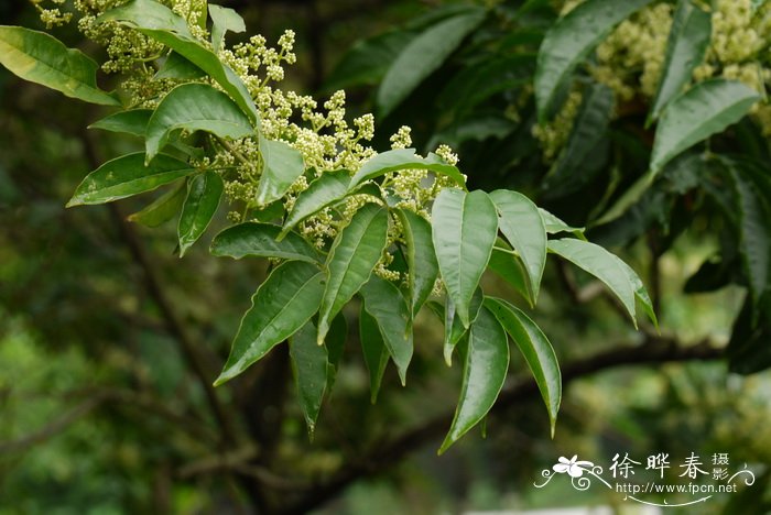 三桠苦Melicope pteleifolia 三桠苦Melicope pteleifolia
