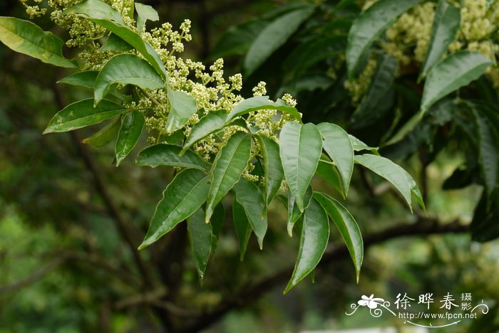 三桠苦Melicope pteleifolia