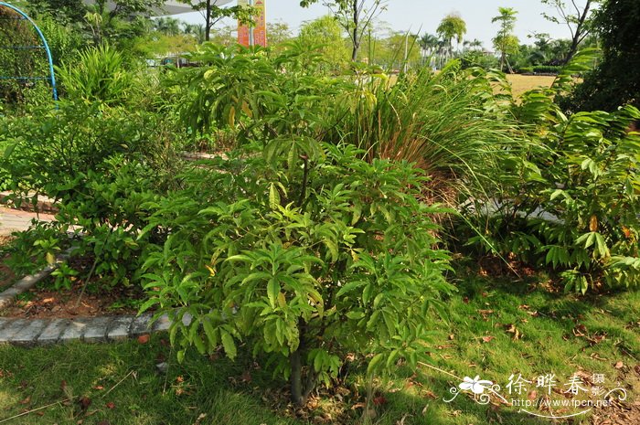 三桠苦Melicope pteleifolia 三桠苦Melicope pteleifolia