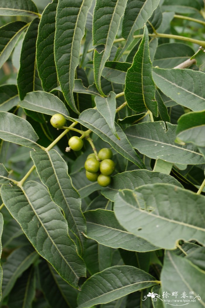 黄檗Phellodendron amurense 黄檗Phellodendron amurense