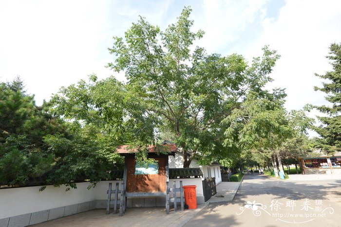 黄檗Phellodendron amurense 黄檗Phellodendron amurense