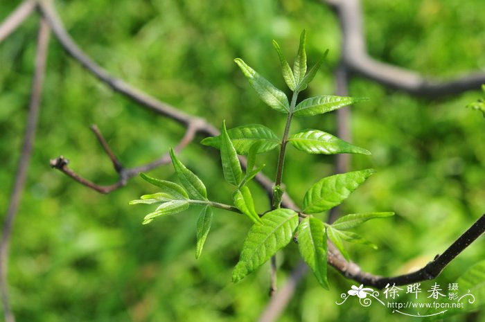 吴茱萸Tetradium ruticarpum 吴茱萸Tetradium ruticarpum