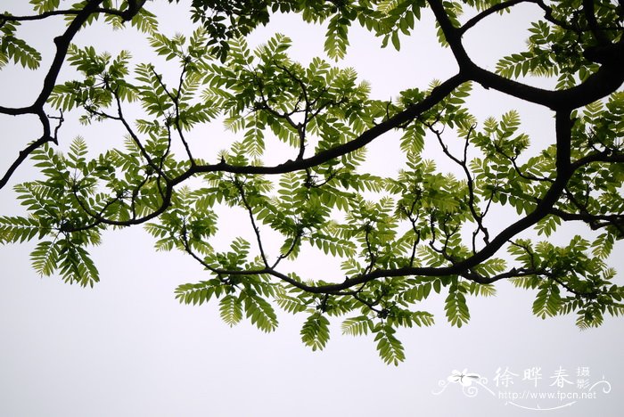 椿叶花椒Zanthoxylum ailanthoides 椿叶花椒Zanthoxylum ailanthoides