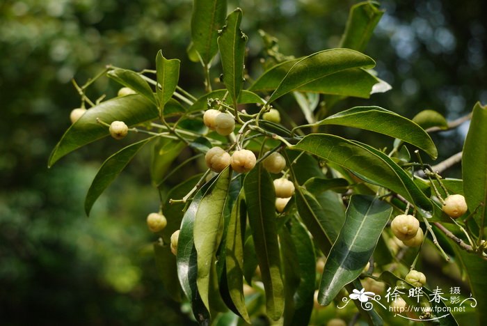 山油柑Acronychia pedunculata 山油柑Acronychia pedunculata