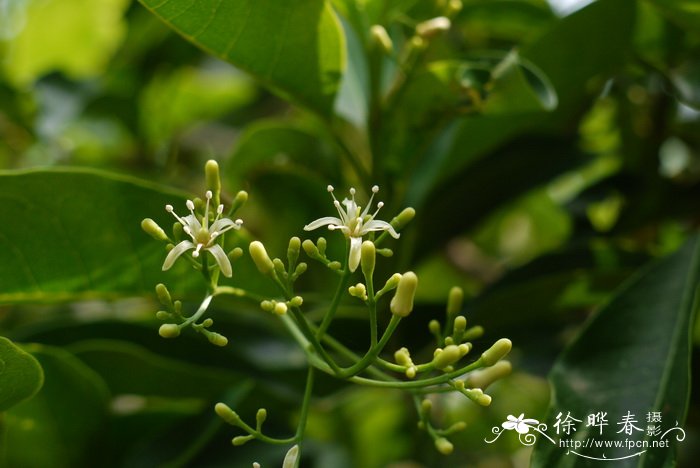 山油柑Acronychia pedunculata 山油柑Acronychia pedunculata