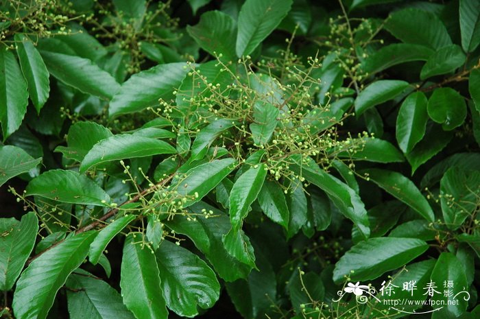 柔毛泡花树Meliosma myriantha 柔毛泡花树Meliosma myriantha