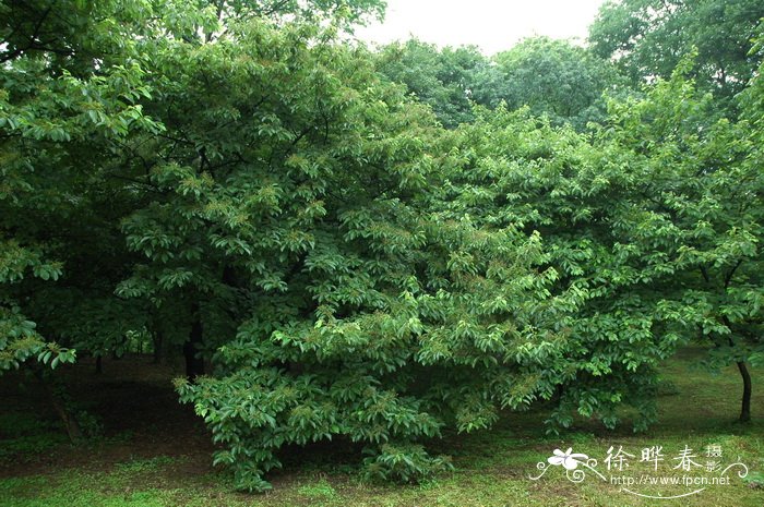 柔毛泡花树Meliosma myriantha 柔毛泡花树Meliosma myriantha