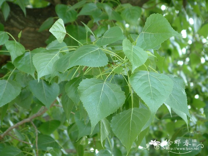 加杨Populus × canadensis 加杨Populus × canadensis