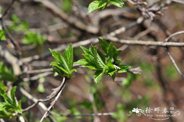 鄂西清风藤Sabia campanulata subsp. ritchieae 鄂西清风藤Sabia campanulata subsp. ritchieae