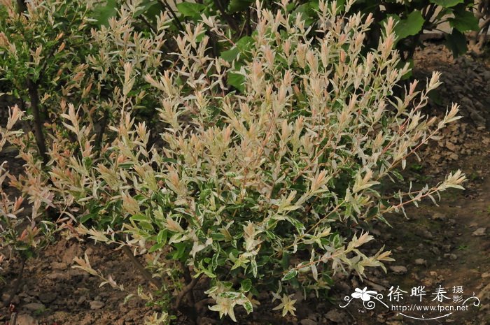 花叶杞柳Salix integra ‘Hakuro Nishiki’ 花叶杞柳Salix integra ‘Hakuro Nishiki’