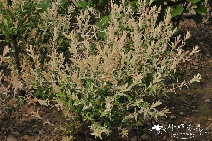 花叶杞柳Salix integra ‘Hakuro Nishiki’