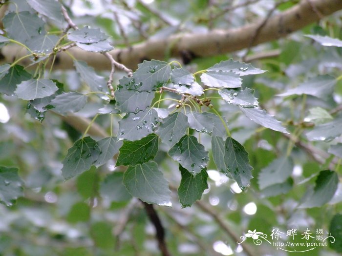 河北杨Populus × hopeiensis 河北杨Populus × hopeiensis