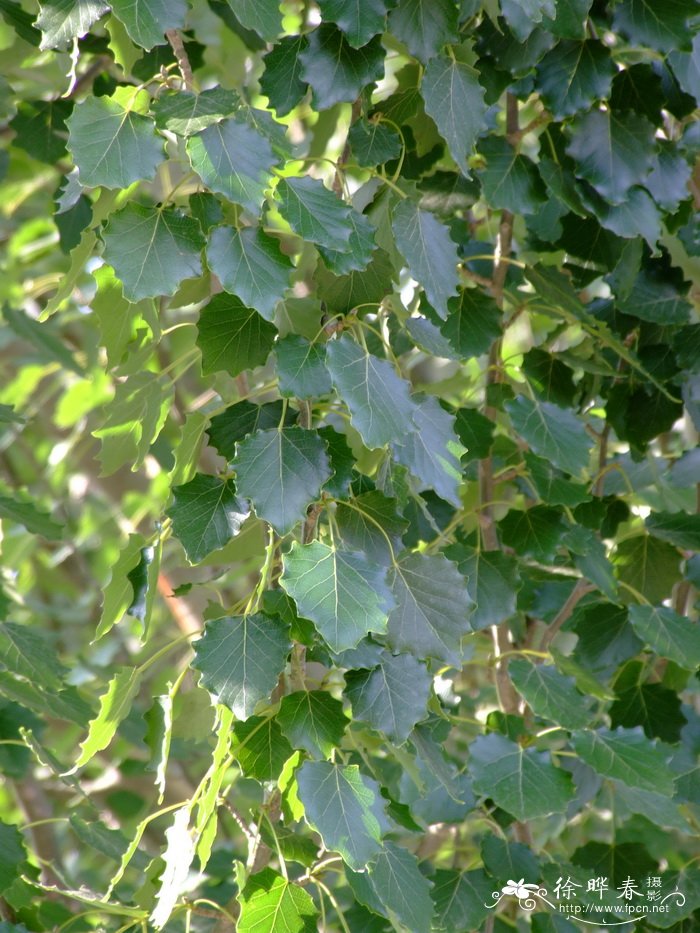 新疆杨Populus alba var. pyramidalis 新疆杨Populus alba var. pyramidalis