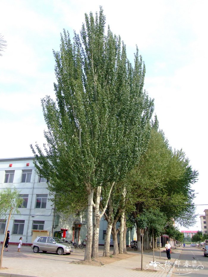 新疆杨Populus alba var. pyramidalis
