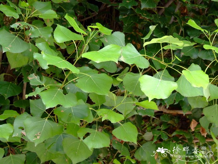 钻天杨Populus nigra var. italica 钻天杨Populus nigra var. italica