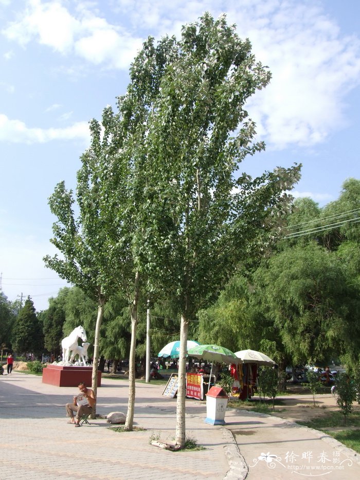 钻天杨Populus nigra var. italica 钻天杨Populus nigra var. italica