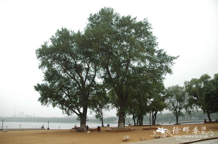 小叶杨Populus simonii 小叶杨Populus simonii