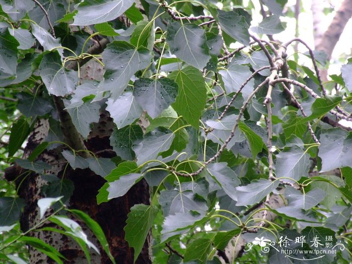 毛白杨Populus tomentosa 毛白杨Populus tomentosa