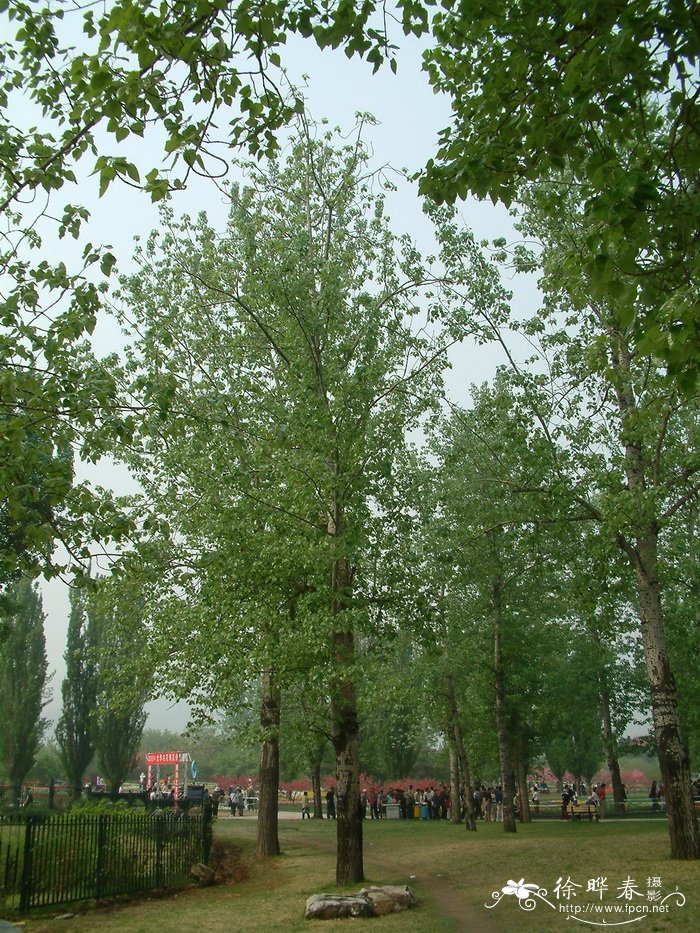 毛白杨Populus tomentosa 毛白杨Populus tomentosa