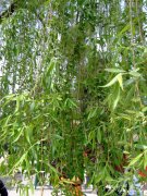 垂柳Salix babylonica