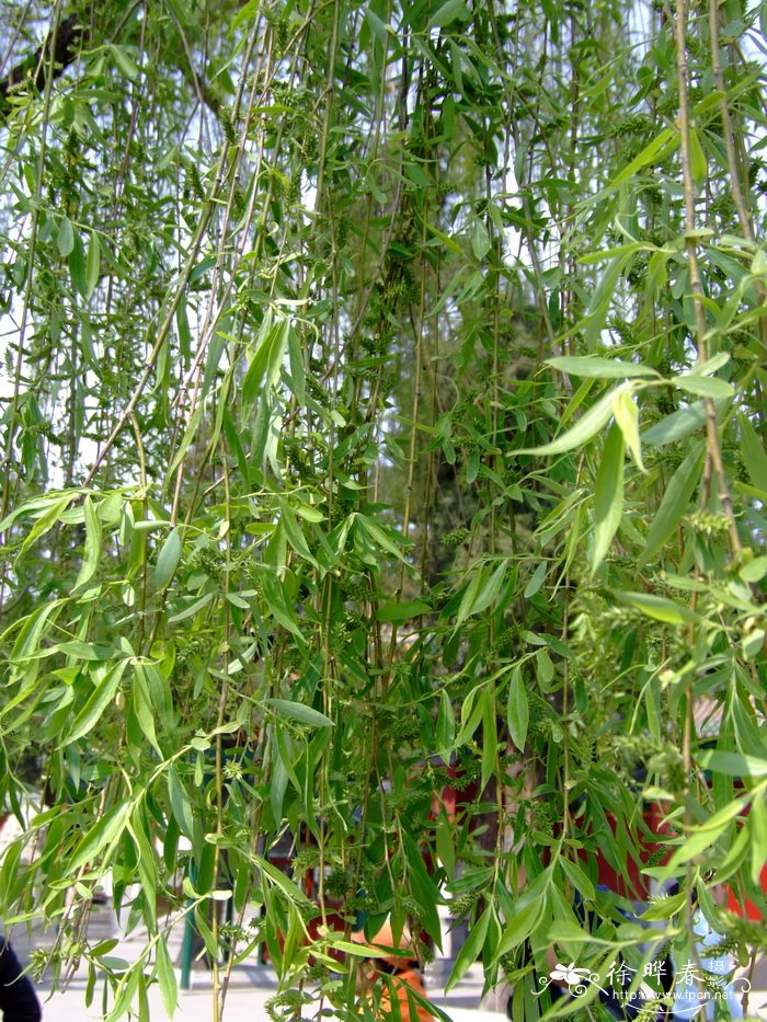 垂柳Salix babylonica 垂柳Salix babylonica