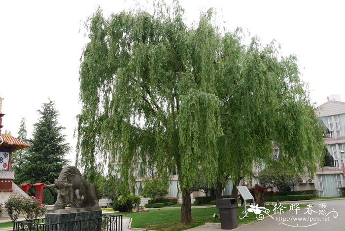 垂柳Salix babylonica