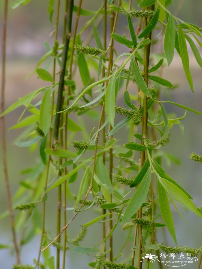 绦柳 Salix matsudana f. pendula 绦柳 Salix matsudana f. pendula