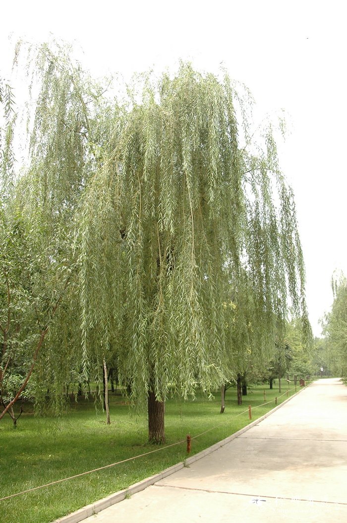 绦柳 Salix matsudana f. pendula 绦柳 Salix matsudana f. pendula