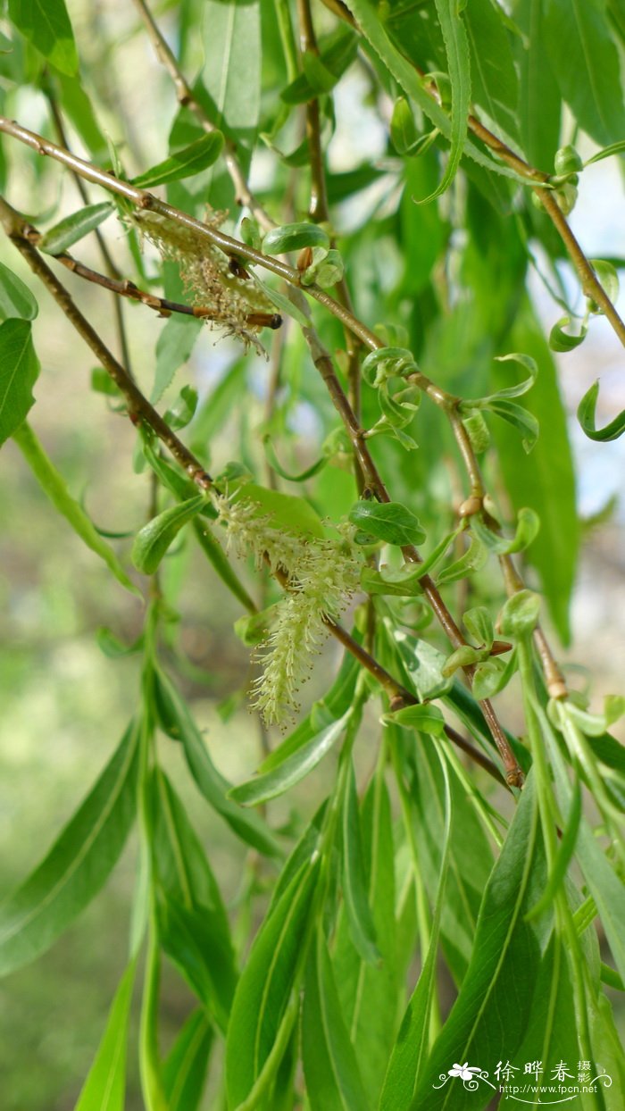 左旋柳Salix paraplesia var. subintegra 左旋柳Salix paraplesia var. subintegra