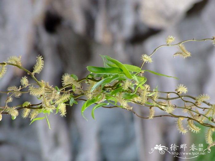 龙爪柳Salix matsudana 'Tortusoa' 龙爪柳Salix matsudana 'Tortusoa'