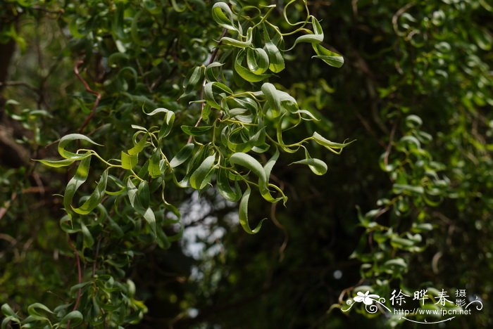 龙爪柳Salix matsudana 'Tortusoa' 龙爪柳Salix matsudana 'Tortusoa'