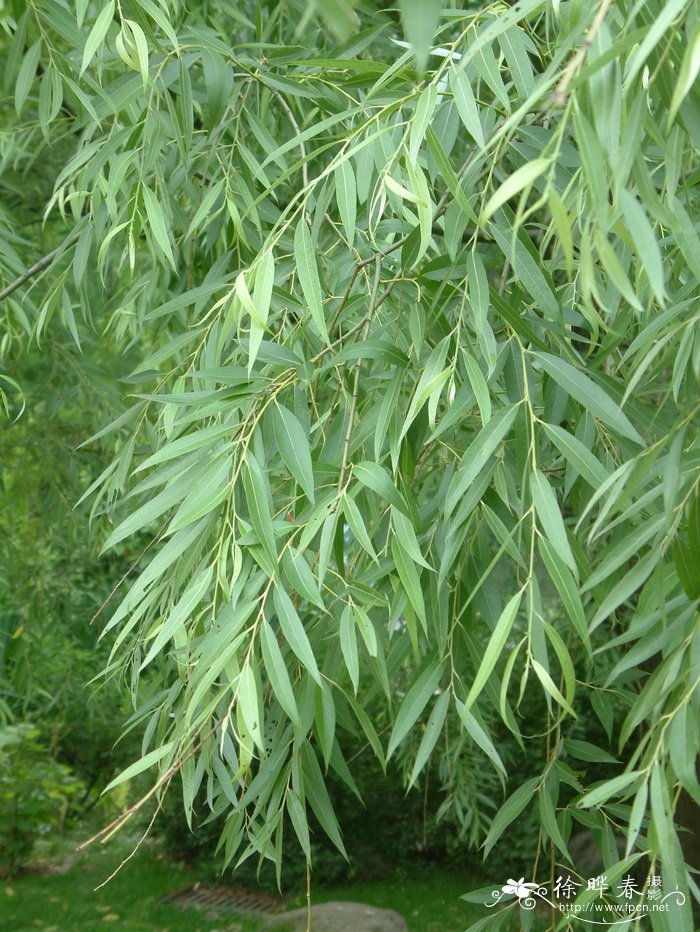 旱柳Salix matsudana 旱柳Salix matsudana