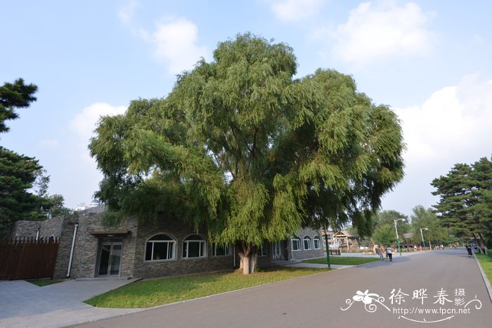 旱柳Salix matsudana 旱柳Salix matsudana