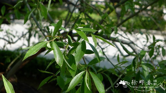 左旋柳Salix paraplesia var. subintegra 左旋柳Salix paraplesia var. subintegra