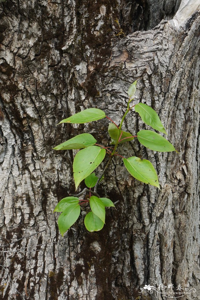 滇杨Populus yunnanensis 滇杨Populus yunnanensis