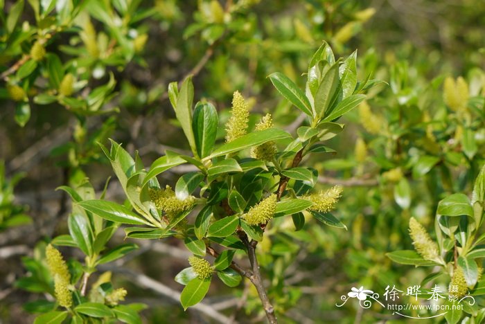 密齿柳Salix characta 密齿柳Salix characta