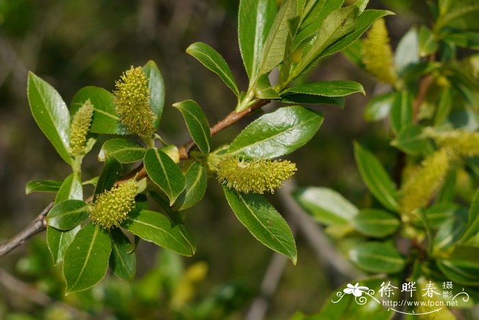 密齿柳Salix characta 密齿柳Salix characta