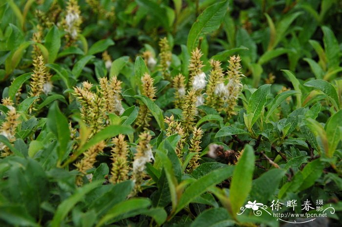 长白柳Salix nummularia 长白柳Salix nummularia