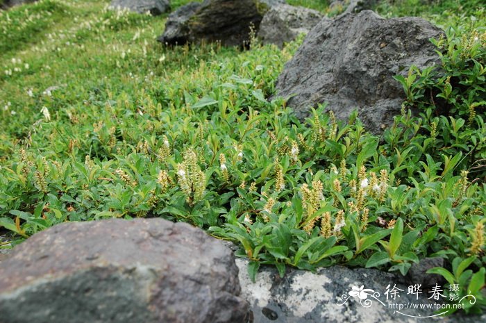 长白柳Salix nummularia 长白柳Salix nummularia