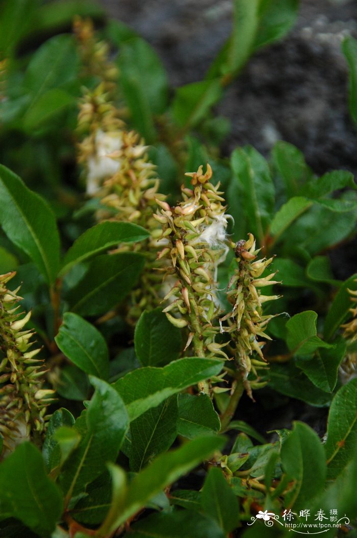 长白柳Salix nummularia 长白柳Salix nummularia